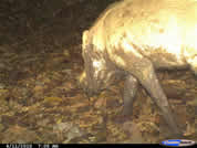Bearded pig